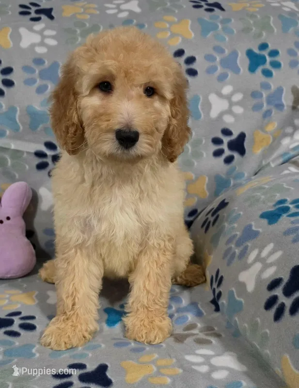 Lilly – Goldendoodle puppy for sale in Mesa, AZ