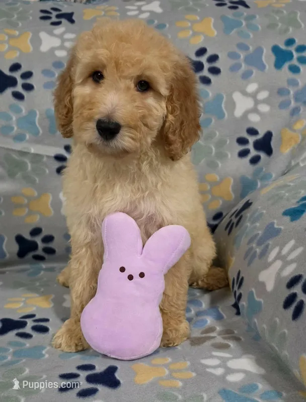 Lilly – Goldendoodle puppy for sale in Mesa, AZ