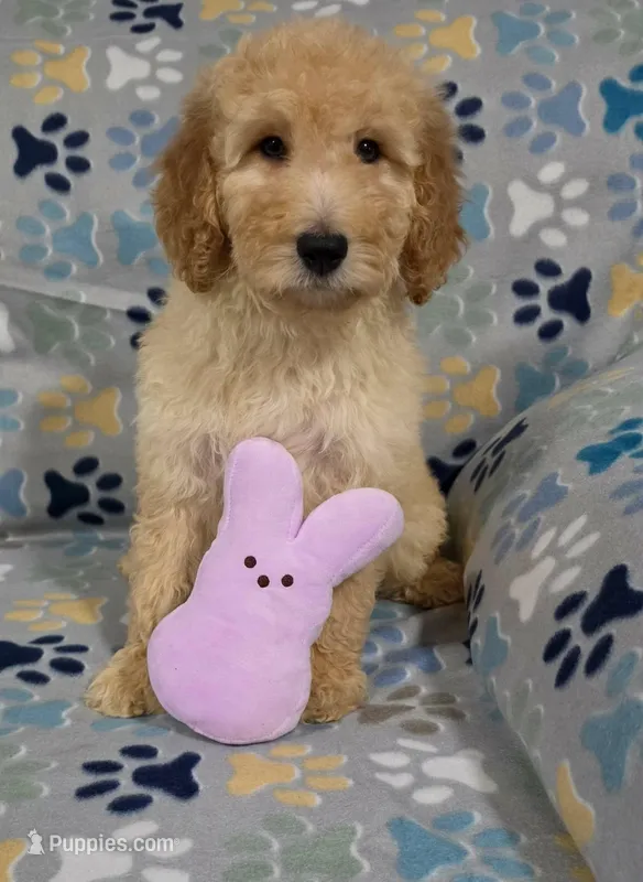 Lilly – Goldendoodle puppy for sale in Mesa, AZ