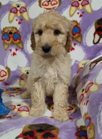 Lilly, a female Goldendoodle for sale in Mesa, AZ – Photo 2 of 5