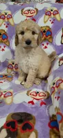 Lilly, a female Goldendoodle for sale in Mesa, AZ – Photo 3 of 5