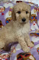 Lilly, a female Goldendoodle for sale in Mesa, AZ – Photo 4 of 5