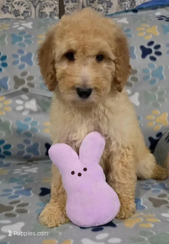 Lilly – Goldendoodle puppy for sale in Mesa, AZ