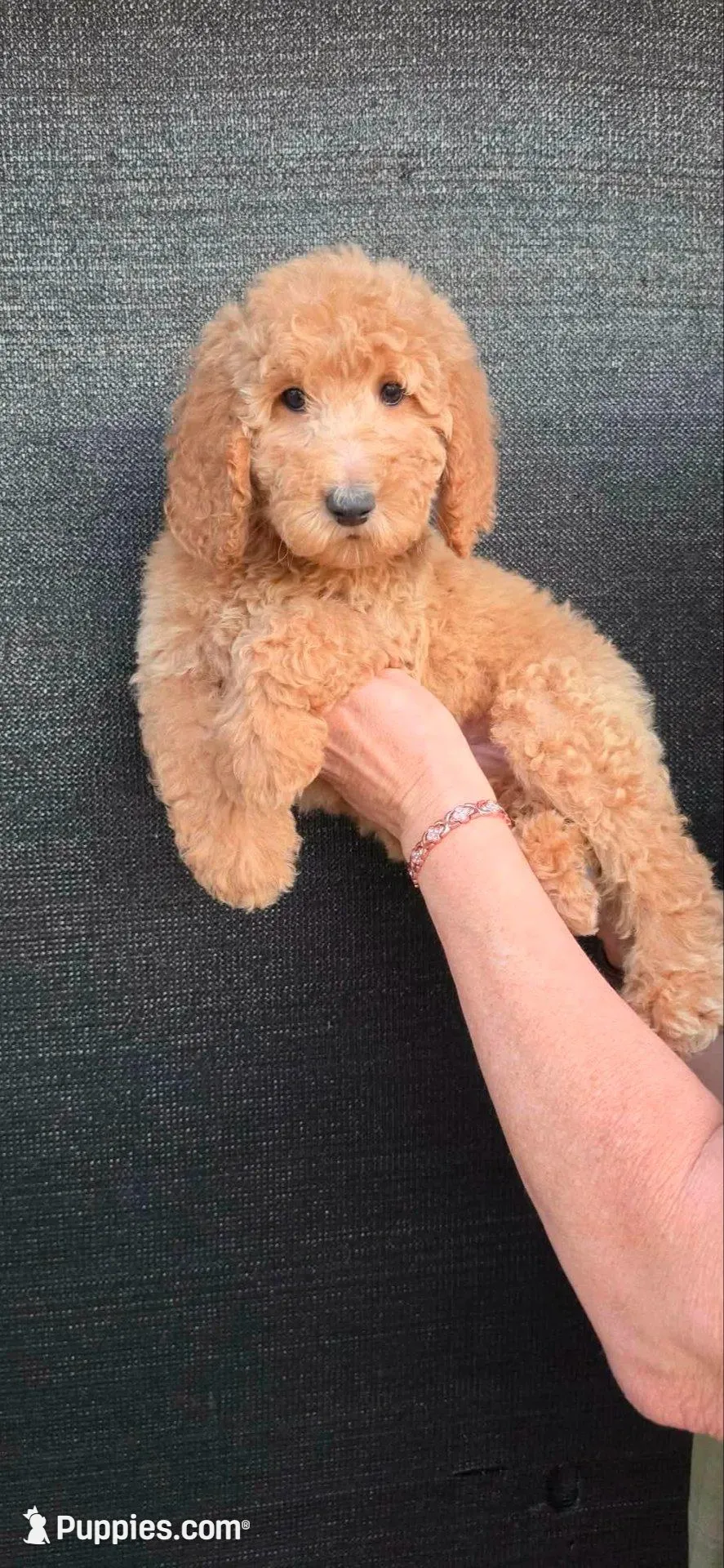 May, a female Goldendoodle for sale in Mesa, AZ – Photo 1 of 4