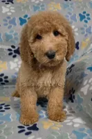 May, a female Goldendoodle for sale in Mesa, AZ – Photo 2 of 4