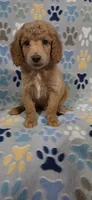 Barnie, a male Goldendoodle for sale in Mesa, AZ – 4 of 7