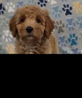 Lilly, a female Miniature Goldendoodle for sale in Mesa, AZ – 3 of 3