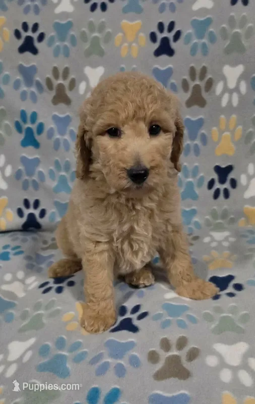 Noodle – Miniature Goldendoodle puppy for sale in Mesa, AZ