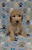 Noodle, a male Goldendoodle for sale in Mesa, AZ – 1 of 6