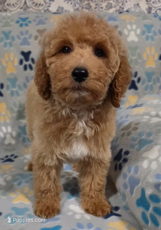 Lilly – Goldendoodle puppy for sale in Mesa, AZ
