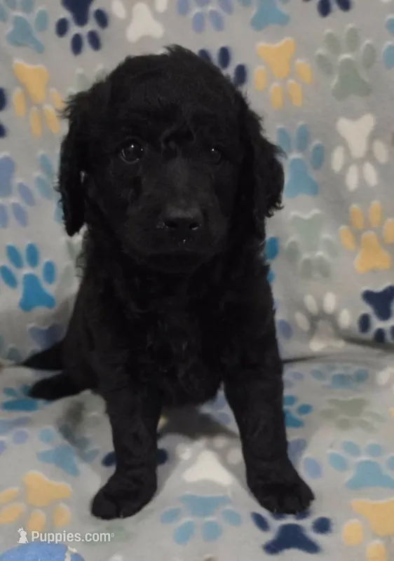 Dash – Goldendoodle puppy for sale in Mesa, AZ