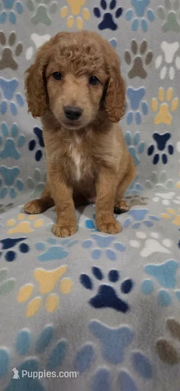Barnie – Goldendoodle puppy for sale in Mesa, AZ