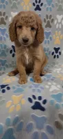 Barnie, a male Goldendoodle for sale in Mesa, AZ – 6 of 7