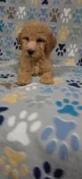 Bob, a male Goldendoodle for sale in Mesa, AZ – 8 of 8