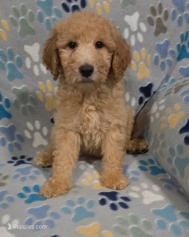 Bob – Goldendoodle puppy for sale in Mesa, AZ