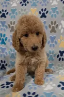 Brownie, a male Goldendoodle for sale in Mesa, AZ – 7 of 7