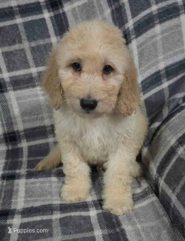 Bob – Goldendoodle puppy for sale in Mesa, AZ