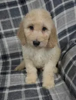 Bob, a male Goldendoodle for sale in Mesa, AZ – 1 of 1