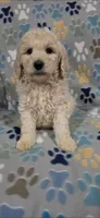 Jake, a male Goldendoodle for sale in Mesa, AZ – 2 of 4