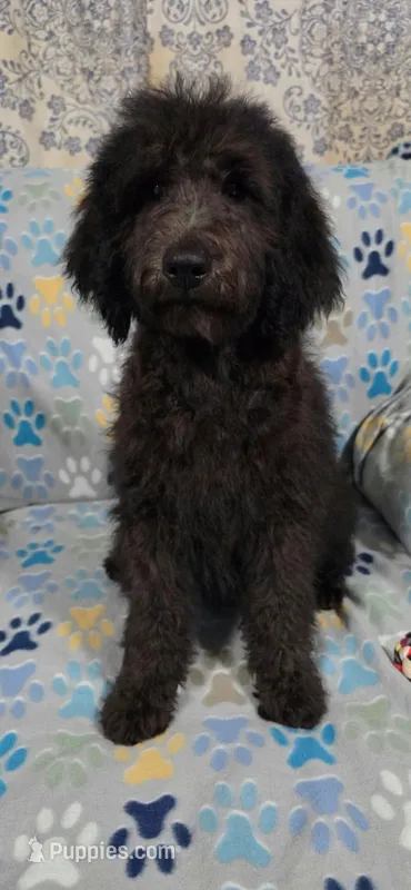 June – Goldendoodle puppy for sale in Mesa, AZ