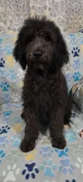 June, a female Goldendoodle for sale in Mesa, AZ – 2 of 3