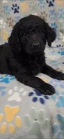 Dash, a male Goldendoodle for sale in Mesa, AZ – 2 of 2