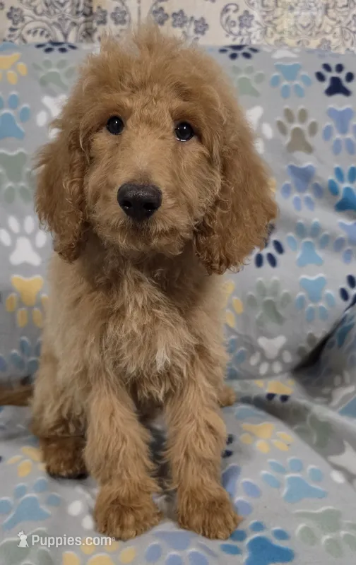 Brownie – Goldendoodle puppy for sale in Mesa, AZ