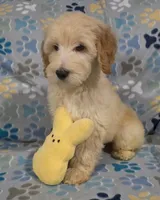 Duke, a male Goldendoodle for sale in Mesa, AZ – Photo 2 of 7