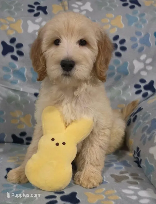 Duke – Goldendoodle puppy for sale in Mesa, AZ