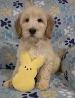 Duke, a male Goldendoodle for sale in Mesa, AZ – Photo 1 of 7