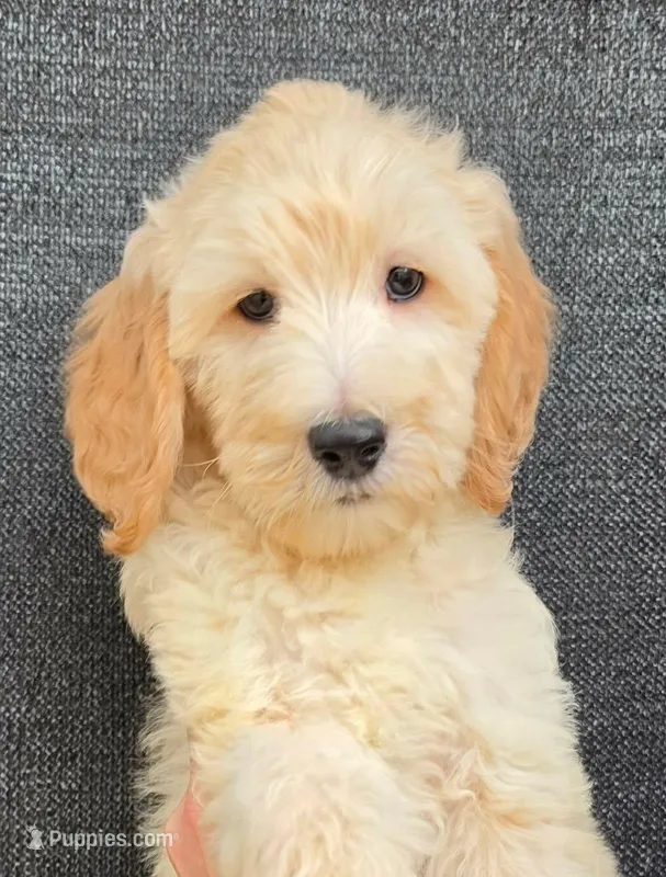 Duke – Goldendoodle puppy for sale in Mesa, AZ