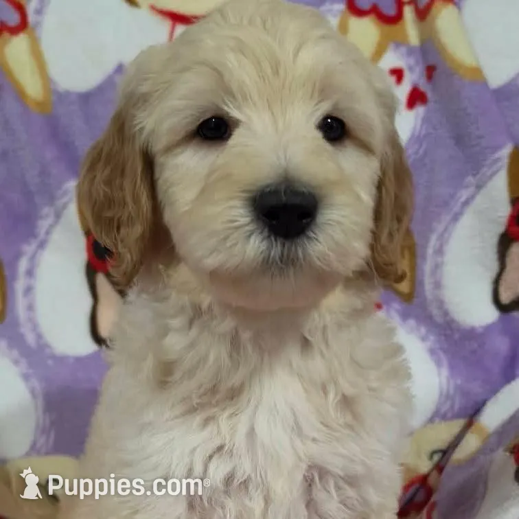 Duke – Goldendoodle puppy for sale in Mesa, AZ