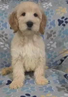 Duke, a male Goldendoodle for sale in Mesa, AZ – Photo 5 of 7