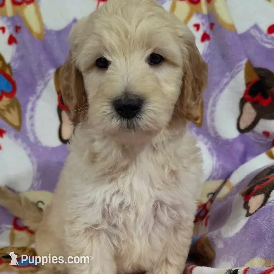 Duke, a female Goldendoodle for sale in Mesa, AZ – Photo 2 of 3