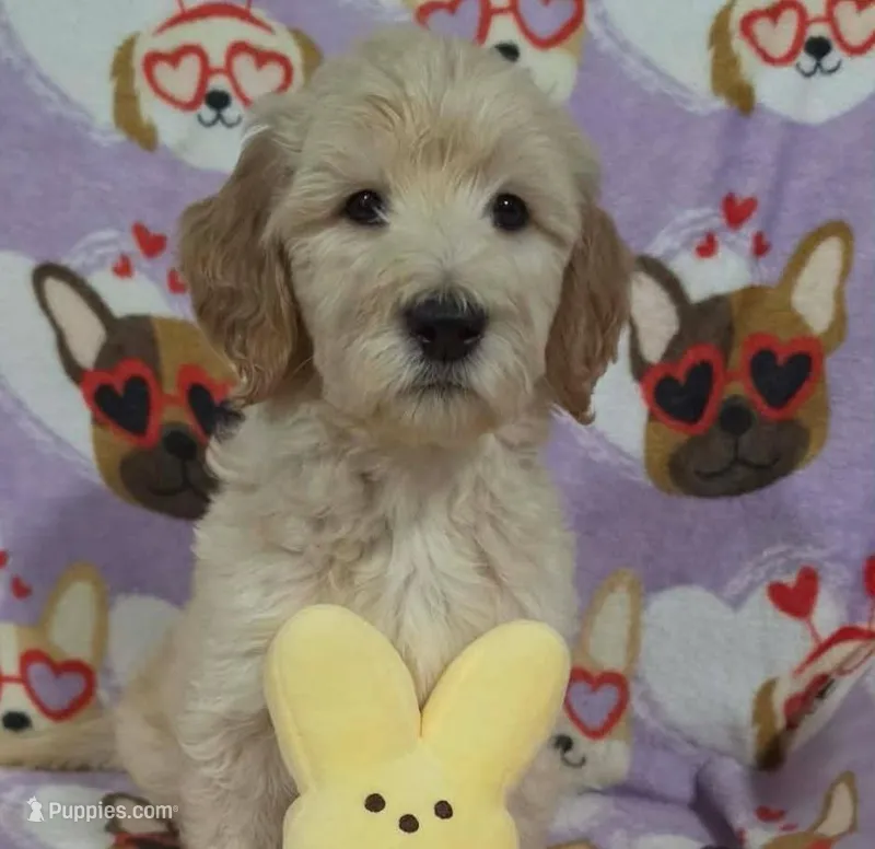 Duke – Goldendoodle puppy for sale in Mesa, AZ