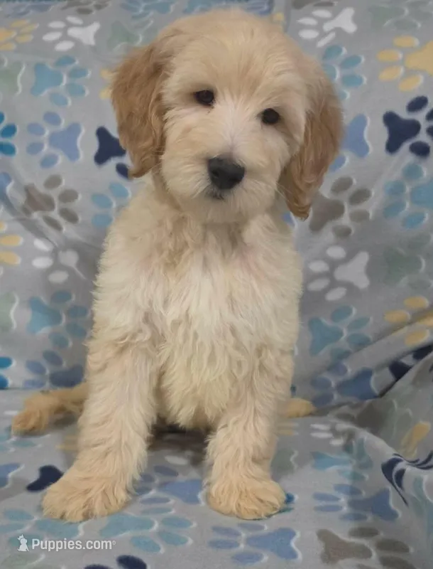 Duke – Goldendoodle puppy for sale in Mesa, AZ