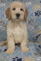 Duke, a male Goldendoodle for sale in Mesa, AZ – Photo 6 of 7