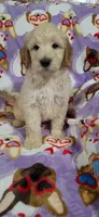 Duke, a female Goldendoodle for sale in Mesa, AZ – Photo 3 of 3
