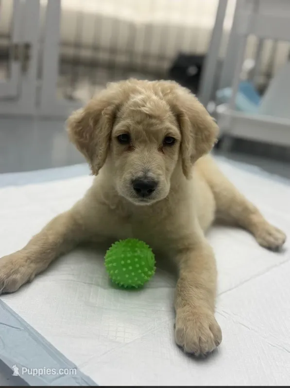 Tate – Goldendoodle puppy for sale in Mesa, AZ