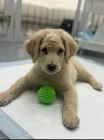 Tate, a male Goldendoodle for sale in Mesa, AZ – 2 of 4