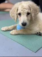 Tate, a male Goldendoodle for sale in Mesa, AZ – 3 of 4