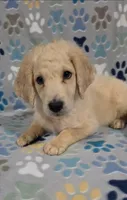 Tate, a male Goldendoodle for sale in Mesa, AZ – 4 of 4
