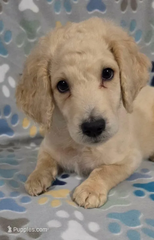Tate, a male Goldendoodle for sale in Mesa, AZ – 1 of 4