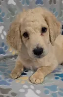 Tate, a male Goldendoodle for sale in Mesa, AZ – 1 of 4