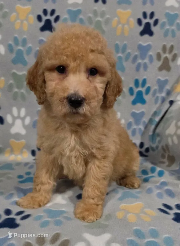 Bob – Miniature Goldendoodle puppy for sale in Mesa, AZ