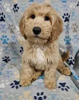 Sierra, a female Goldendoodle for sale in Mesa, AZ – Photo 7 of 8