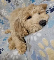 Sierra, a female Goldendoodle for sale in Mesa, AZ – Photo 3 of 8