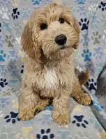 Sierra, a female Goldendoodle for sale in Mesa, AZ – Photo 5 of 8