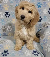 Sierra, a female Goldendoodle for sale in Mesa, AZ – Photo 1 of 8