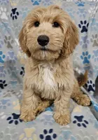 Sierra, a female Goldendoodle for sale in Mesa, AZ – Photo 6 of 8